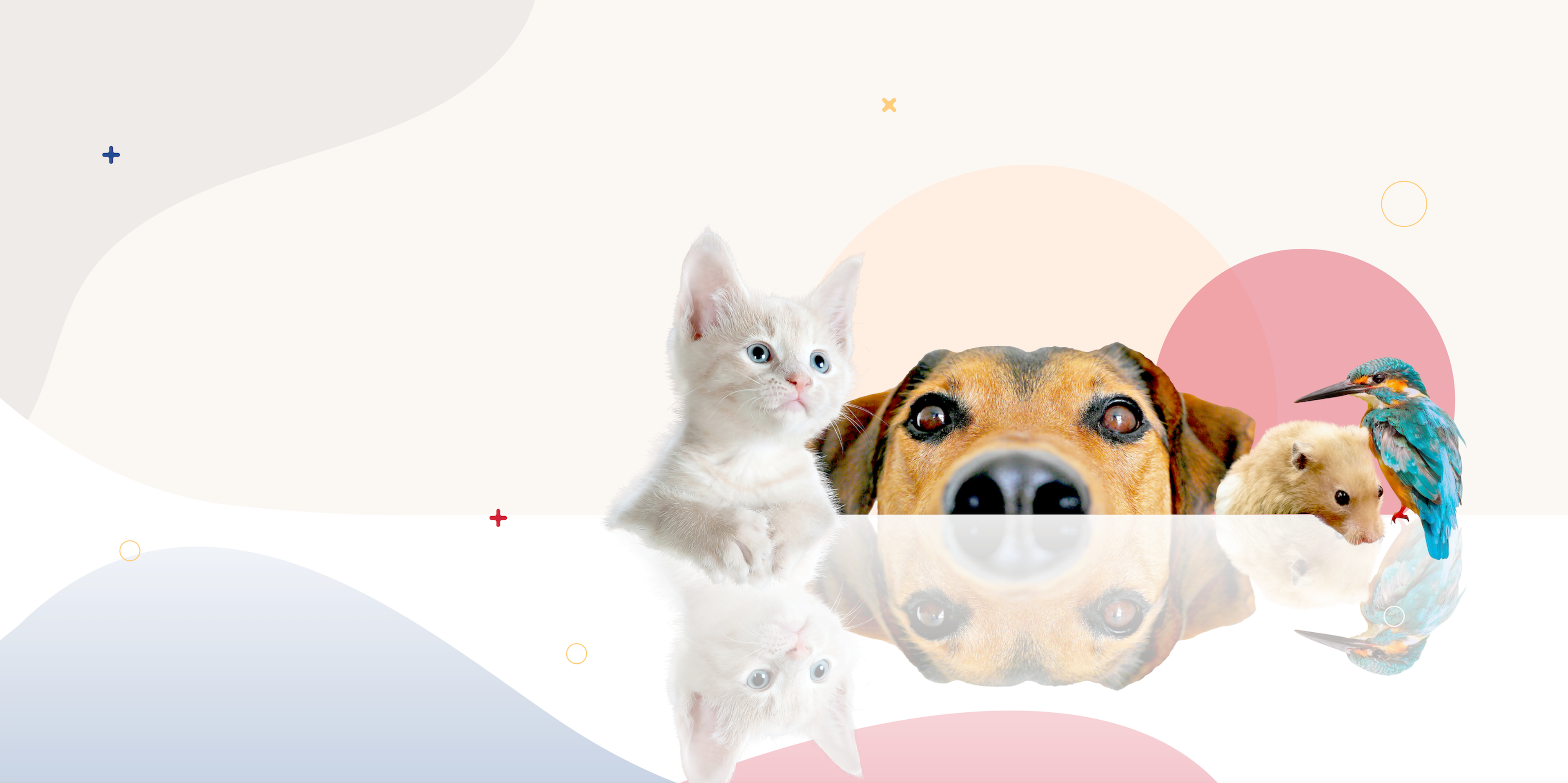 CanadaDrugstore Pet medication banner